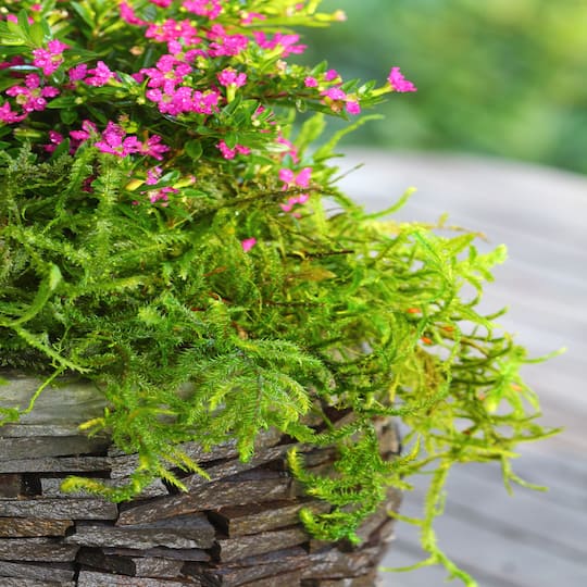 SuperMoss® Preserved Moss